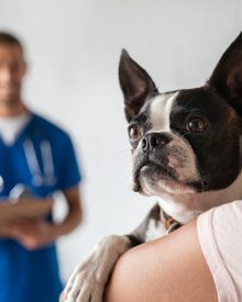 Weterynarz dermatolog