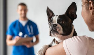 Weterynarz dermatolog Weterynarz dermatolog