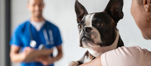 Weterynarz dermatolog