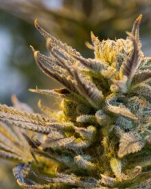 Lemon Haze – unikatowa odmiana w Twojej kolekcji 