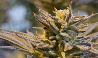 Lemon Haze – unikatowa odmiana w Twojej kolekcji Lemon Haze – unikatowa odmiana w Twojej kolekcji