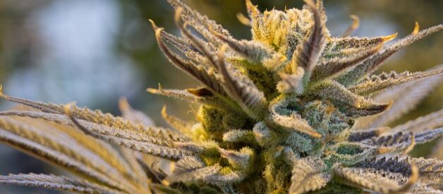 Lemon Haze – unikatowa odmiana w Twojej kolekcji 