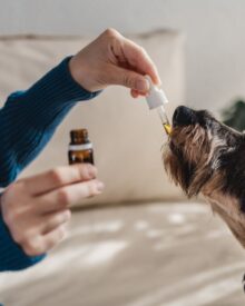 Korzyści z oleju CBD dla zwierząt domowych