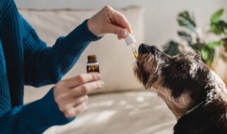 Korzyści z oleju CBD dla zwierząt domowych
