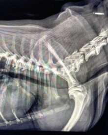 Zapadanie tchawicy u psów (TCS-Tracheal Collapse Syndrome)