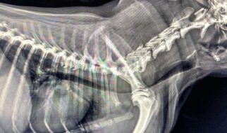 Zapadanie tchawicy u psów (TCS-Tracheal Collapse Syndrome)