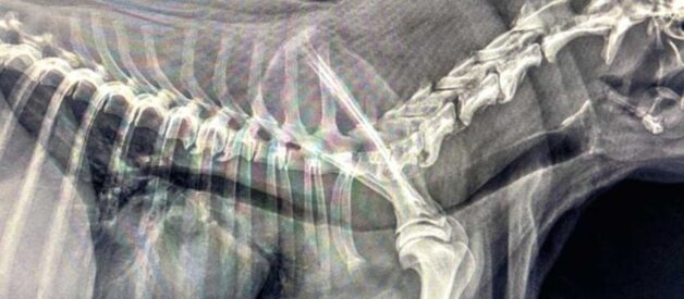 Zapadanie tchawicy u psów (TCS-Tracheal Collapse Syndrome)